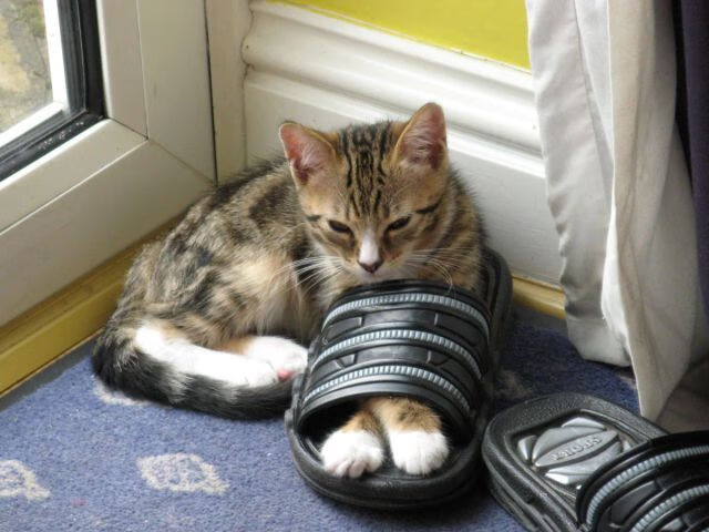 炉石传说 职业赛事精彩不断,炉石传说赛事视频