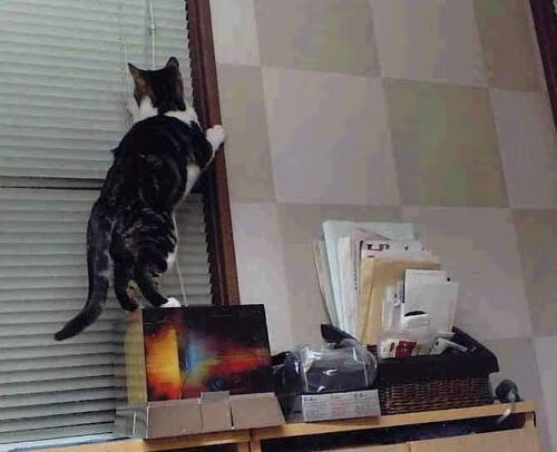 九游下载官网-瑜伽比赛，身心合一的视觉盛宴，瑜伽比赛体式标准