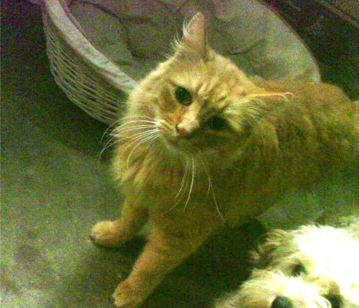 九游网页版官网入口-篮球校园联赛赛事体系规范化建设，校园篮球赛事策划方案