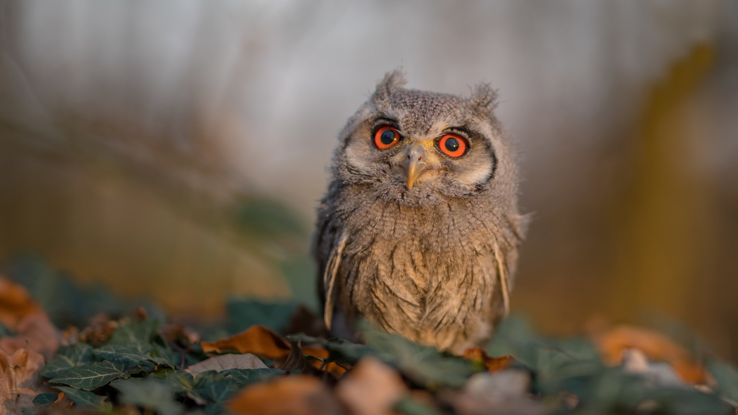 篮球青训基地设施升级加快人才成长,篮球青训队