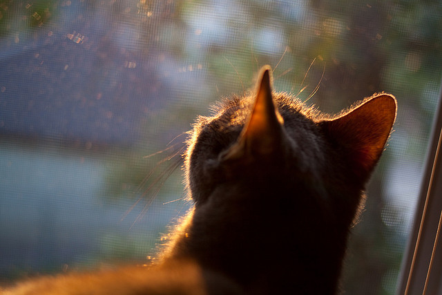 自由式摔跤国际赛,力量与技巧的巅峰对决,自由式摔跤集锦