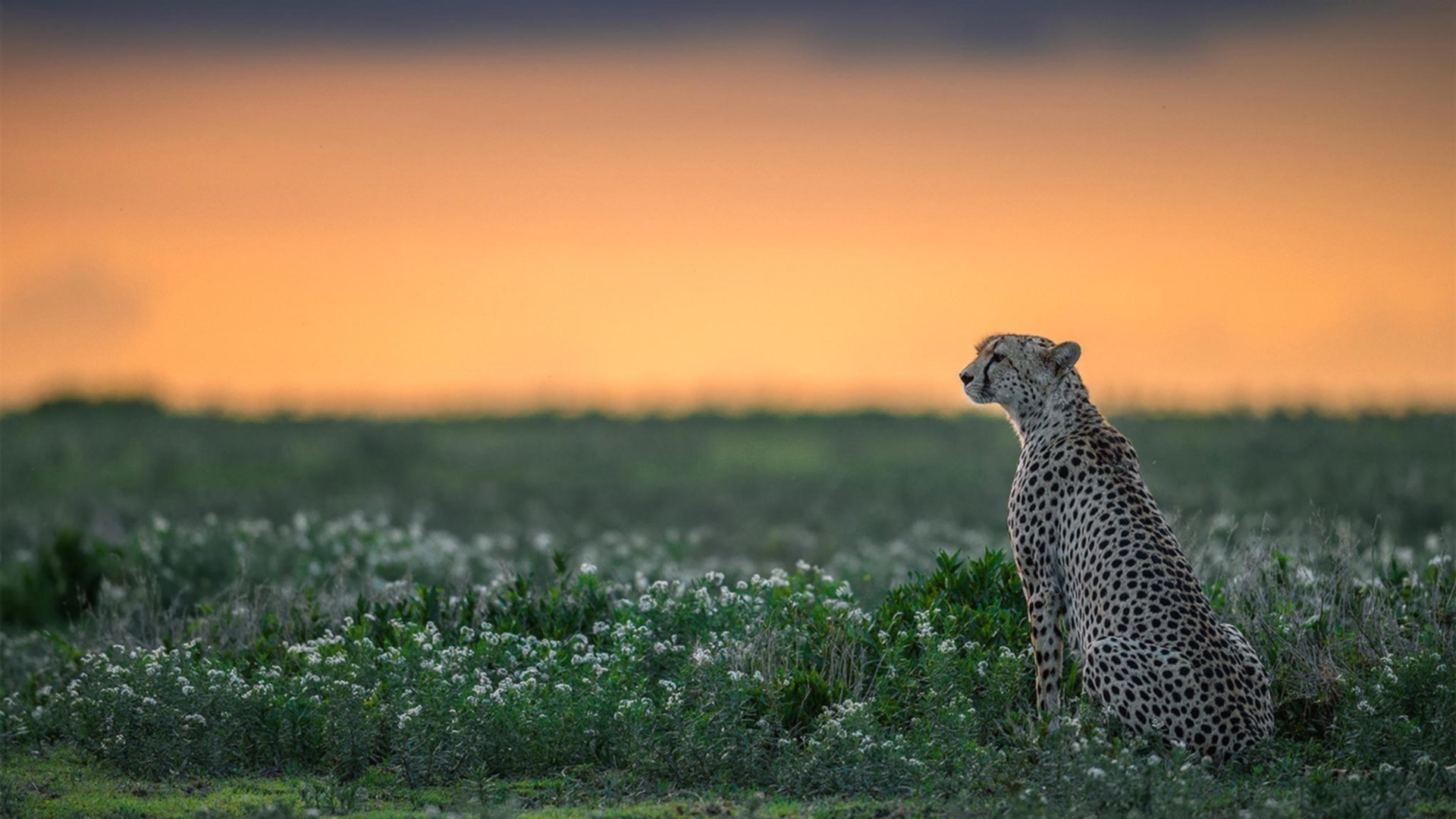 JIUYOU.COM-赛事期间的媒体报道亮点集锦，赛事报道怎么写