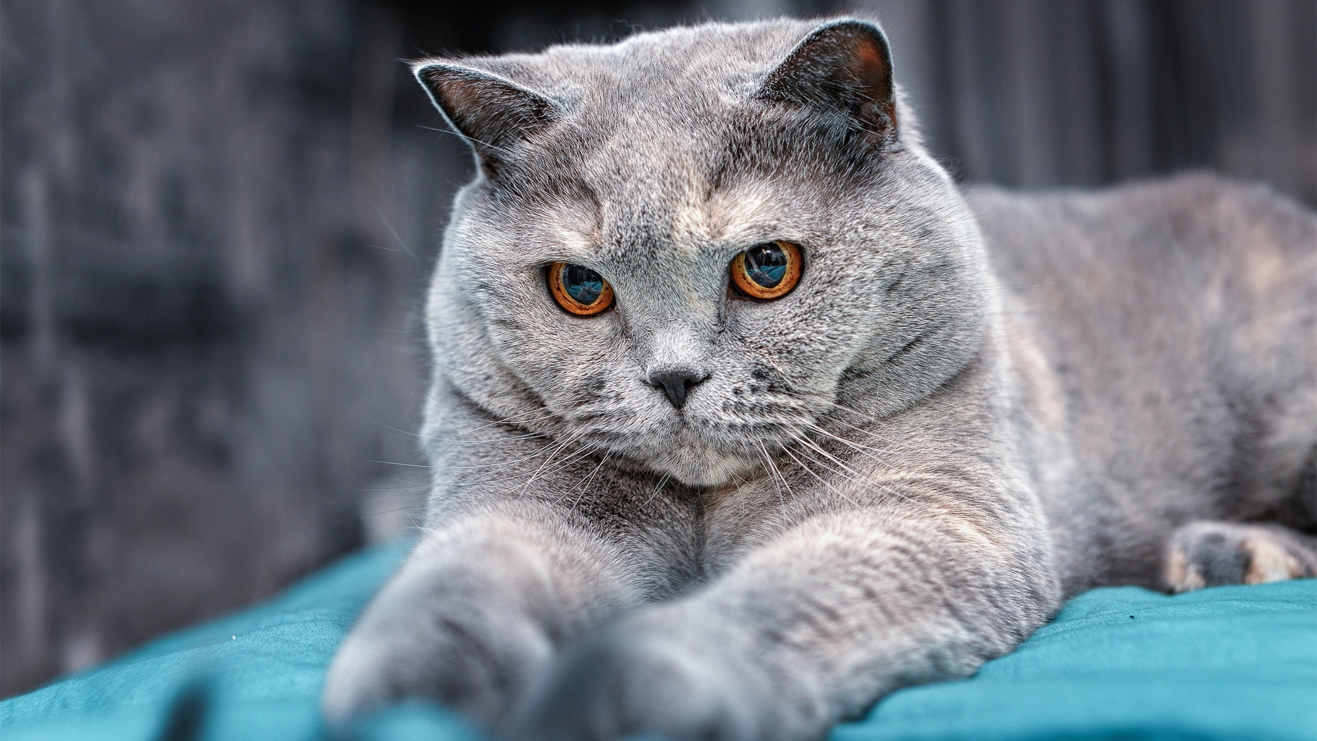 青少年“智慧篮球”AI分析系统在杭州正式应用,提升青训科学化水平