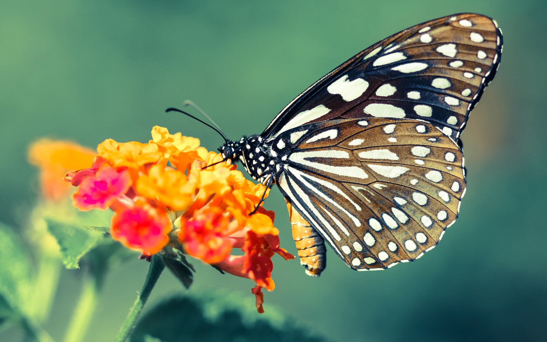 九游游戏中心官网-黄蜂宣布成立“球迷权益保障委员会”，黄蜂球队名单