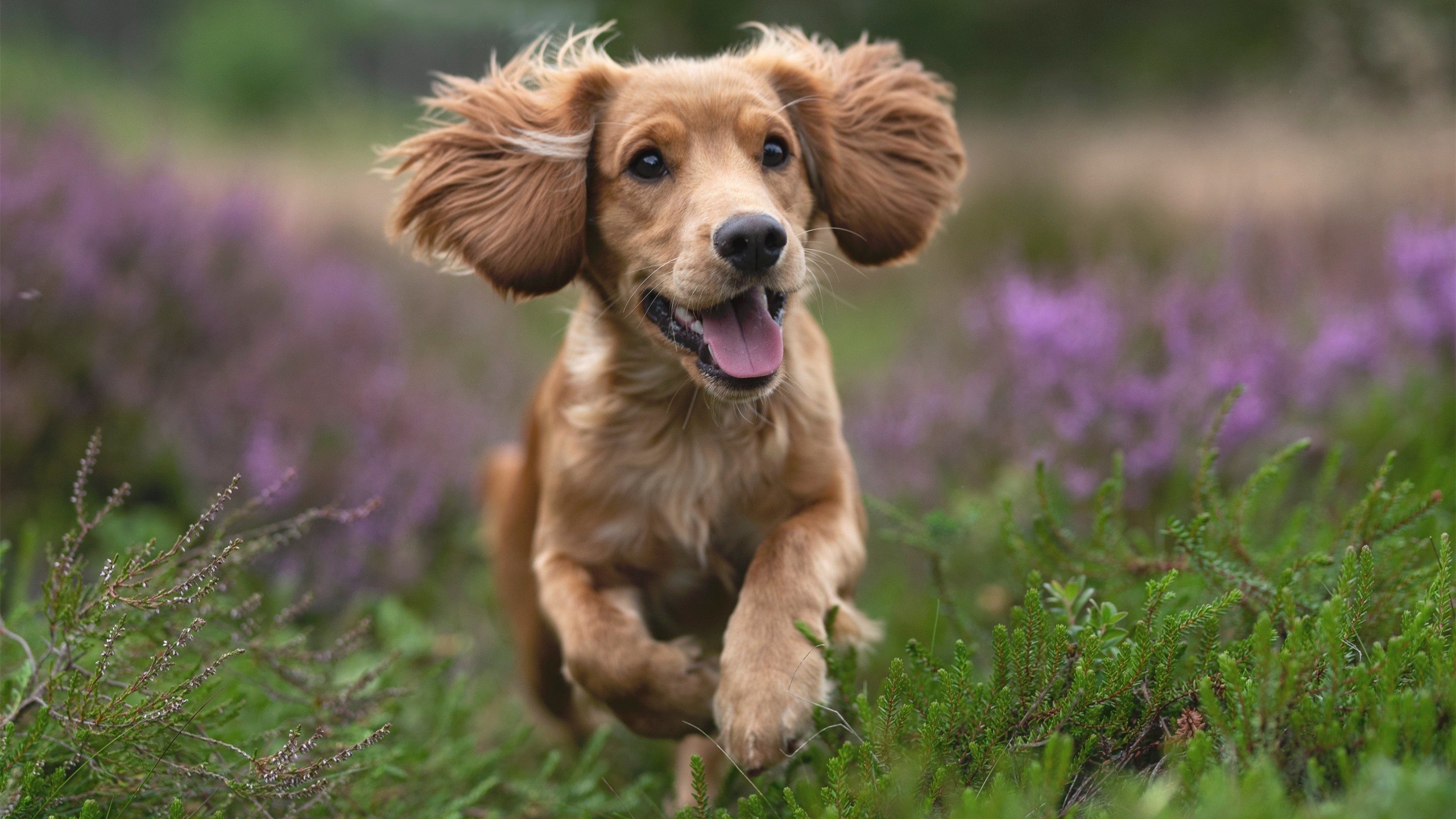 高校足球队展现强大实力,赢得大赛冠亚军,高校足球联赛