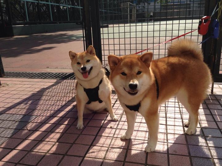 九游（jiuyou.com）游戏-KPL联赛加强选手赛场纪律管理，kpl的比赛机制