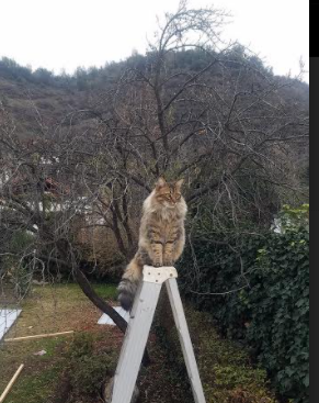 九游jiuyou-一场备受瞩目的足球比赛将带来何种惊喜？，享受足球比赛