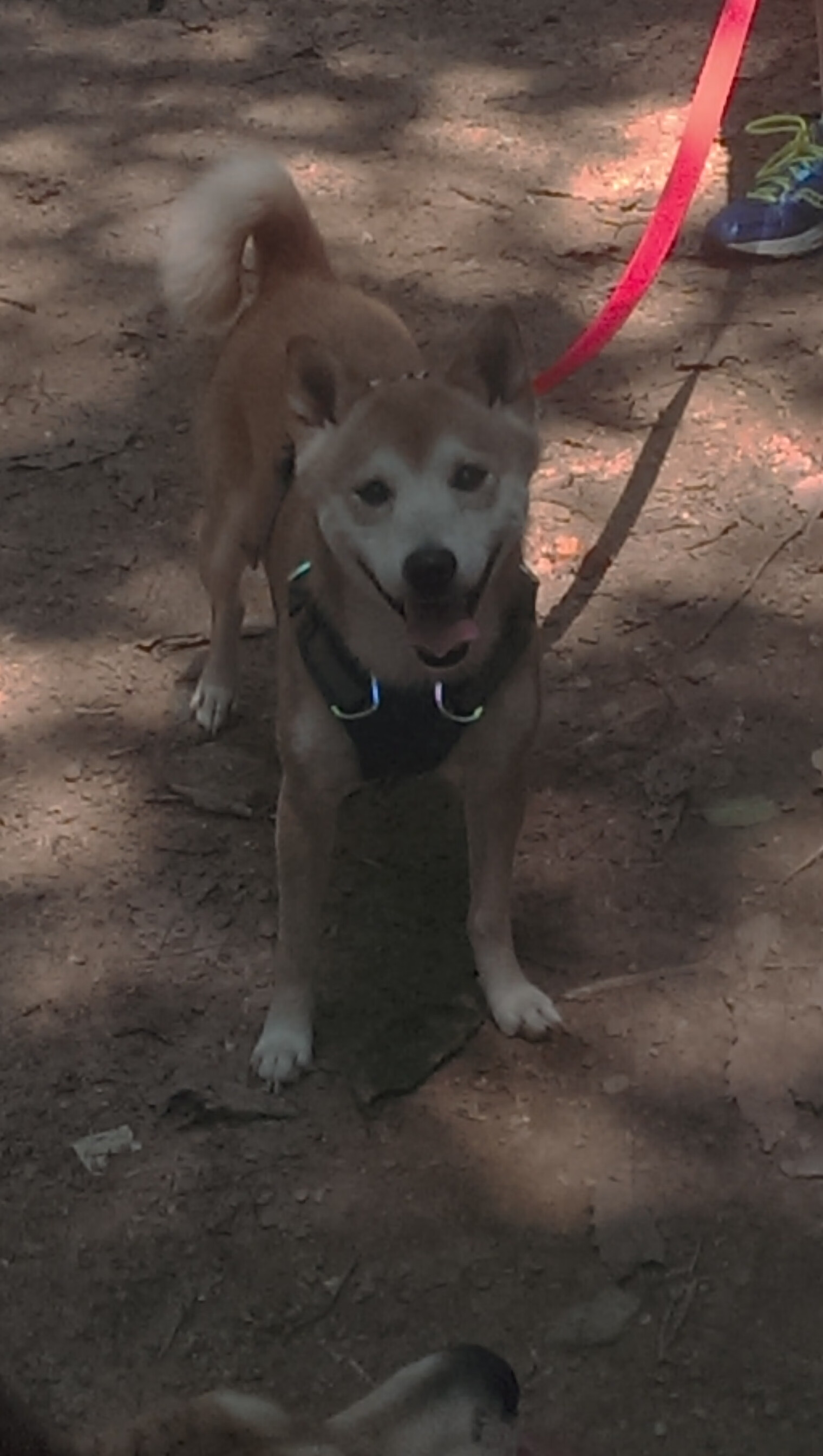 佛罗伦萨惊险逆转帕尔马,主场保持不败神奇延续,帕尔马-佛罗伦萨比分结果