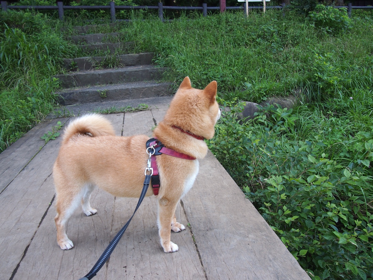 匈牙利意外战胜克罗地亚，欧洲杯夺冠望志在必得