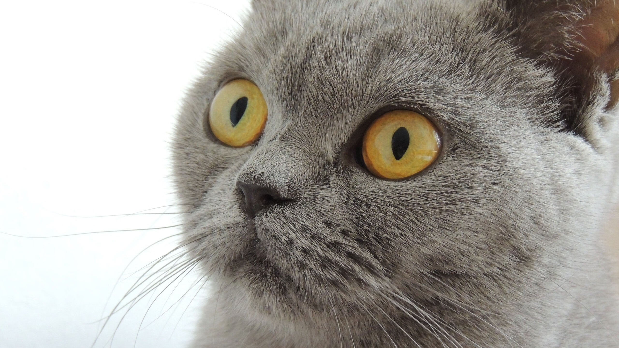 匈牙利意外战胜克罗地亚，欧洲杯夺冠望志在必得