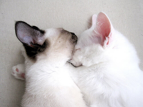 匈牙利队士气高涨,备战欧洲杯预选赛,匈牙利足球欧洲杯预选赛战绩